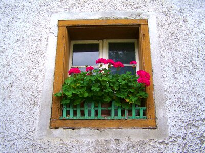 Geranium old window old house flowers photo