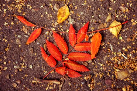 Sheet orange red photo