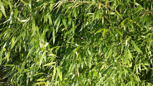 Meditation leaves foliage