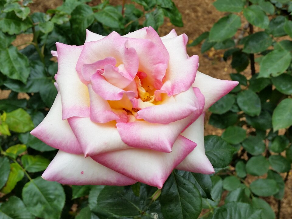 Nature summer romance