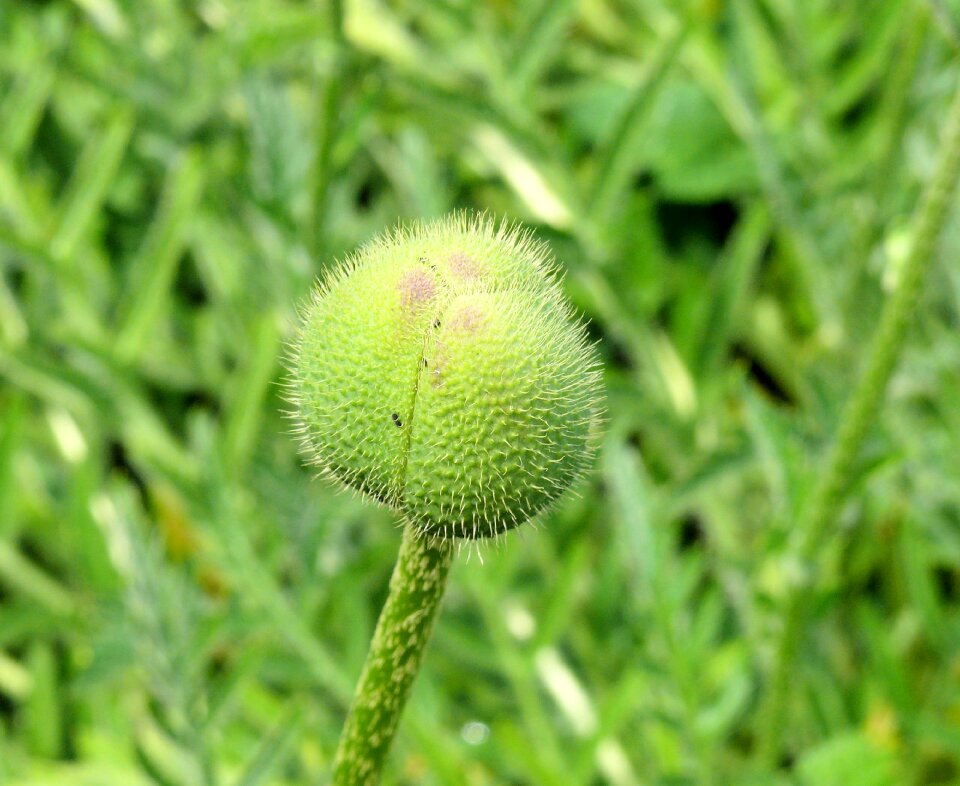 Orange garden nature