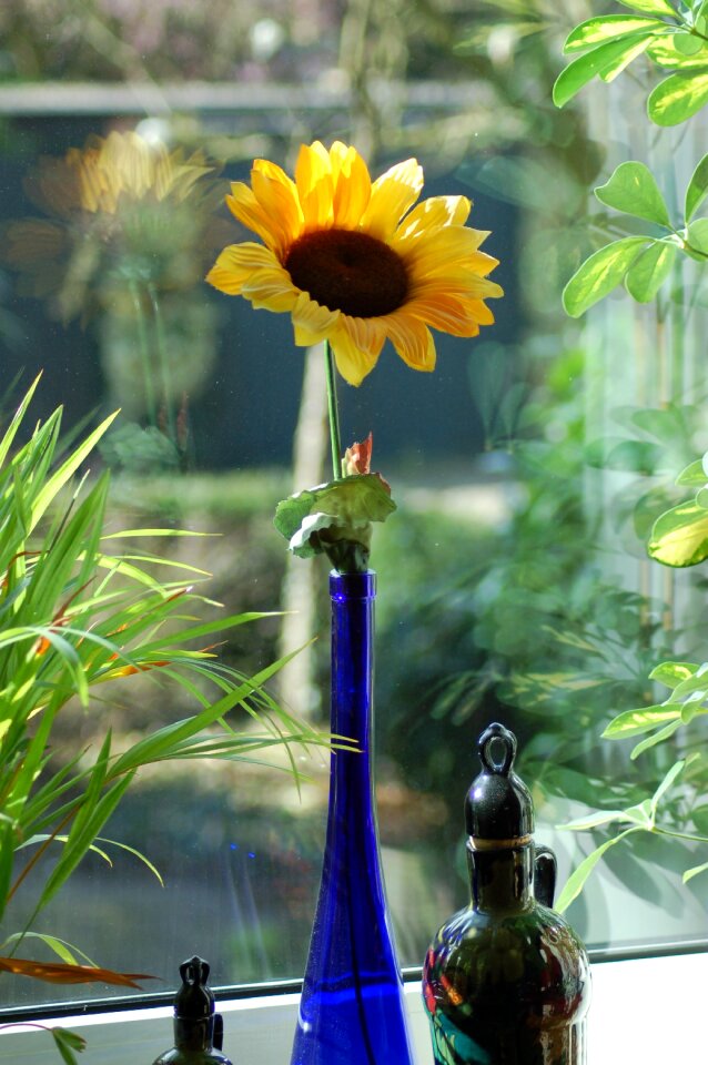 Window decor at home