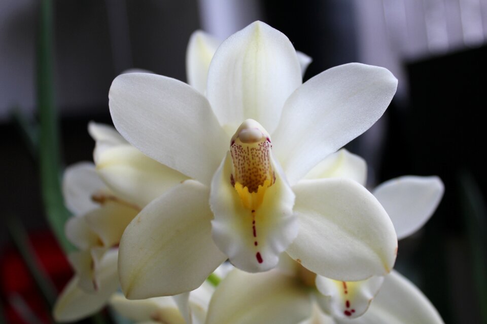 Bloom flower nature