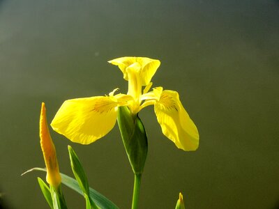Yellow nature garden