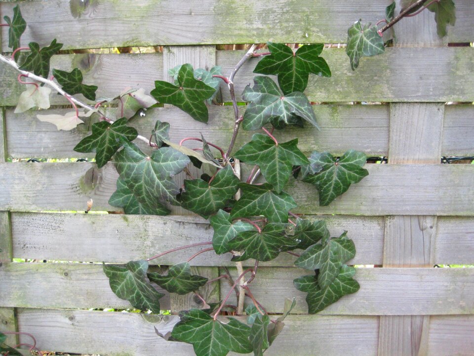 Weathered summer wood