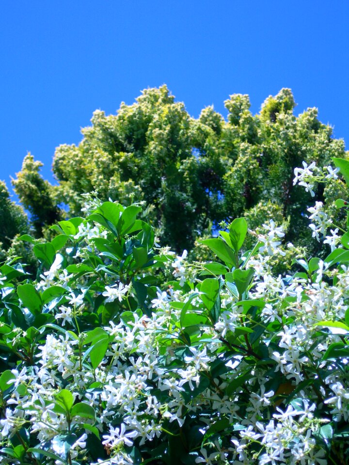 Tree flowering creeper
