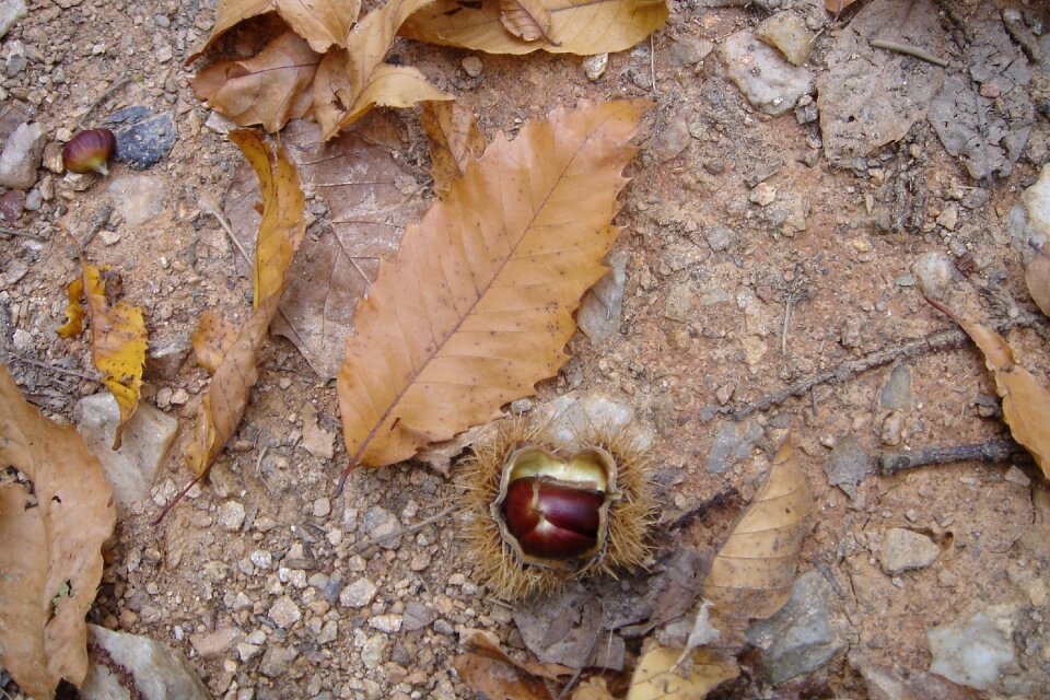 Brown nature season