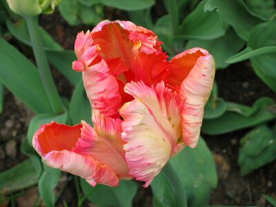 Pink tulip rolle park easter photo