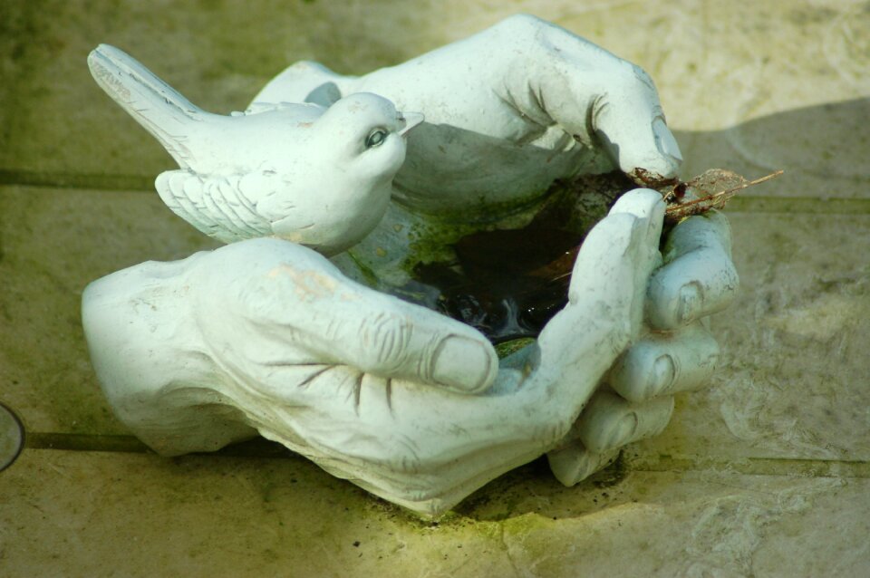 Drinking trough bird hands