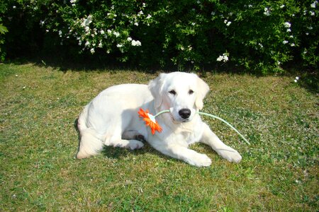 Cute youngster golden retriewer photo