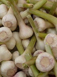 Tuber substantial smell