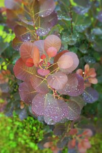 Nature dew drops photo