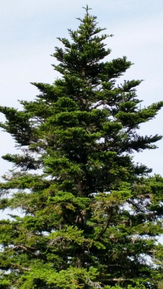 Landscape black forest treetop