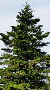 Landscape black forest treetop
