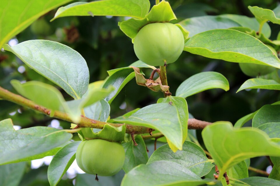 Autumn fruits plant fruit
