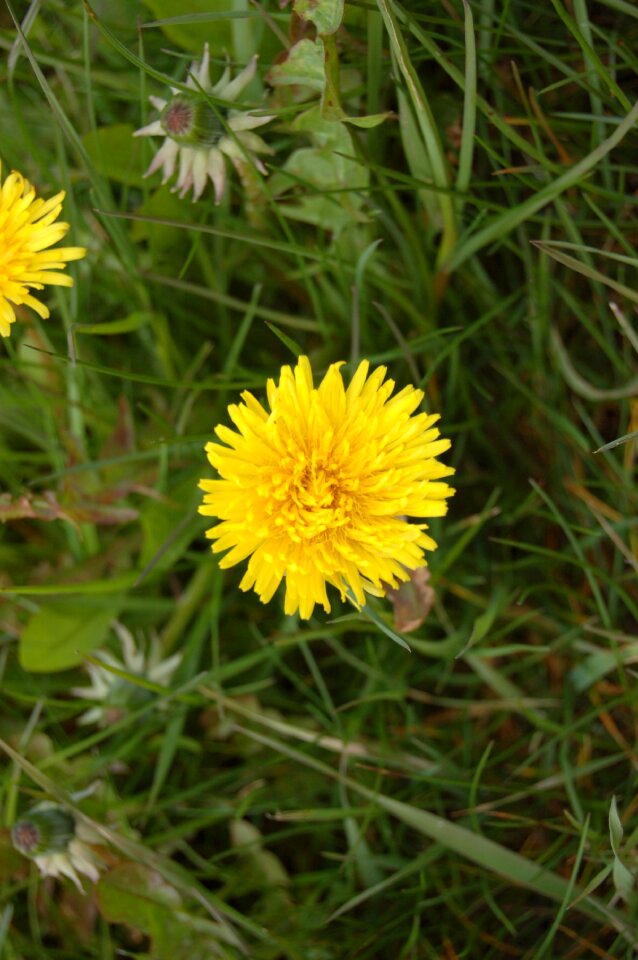 Bloom wild flower yellow