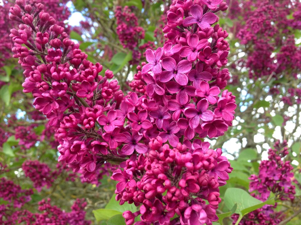 Garden flowering spring