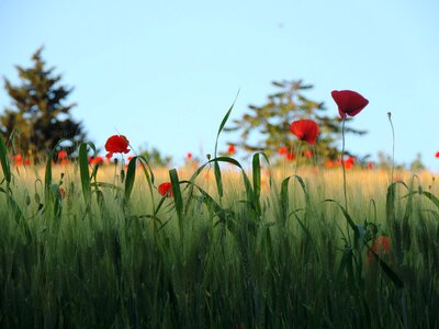 Wheat campaign summer photo