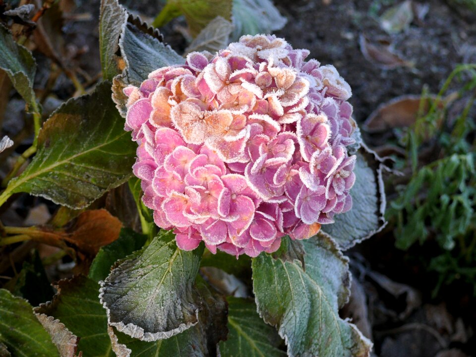 Frozen freezing rose