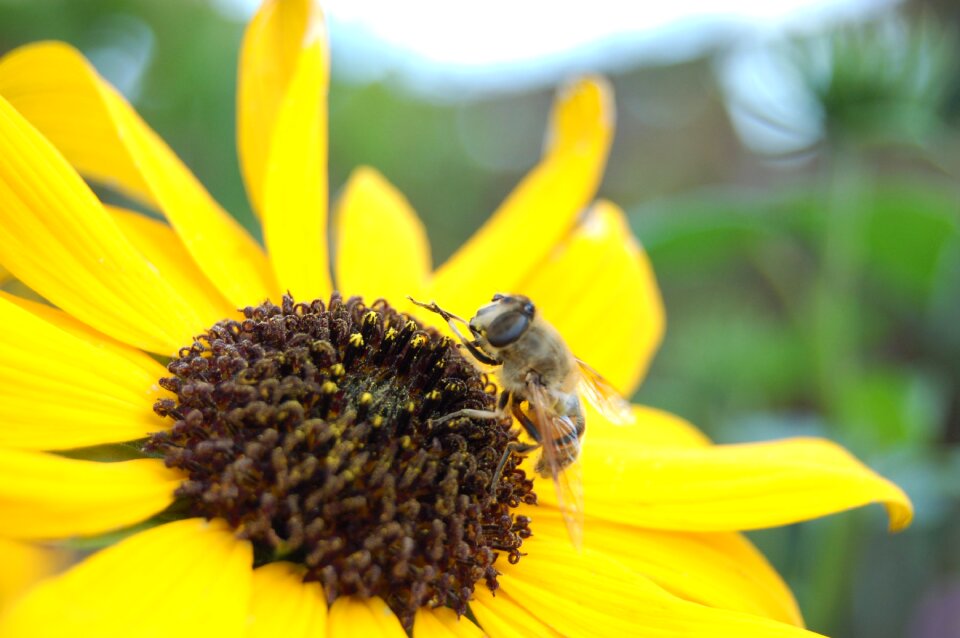 Insects bloom bees