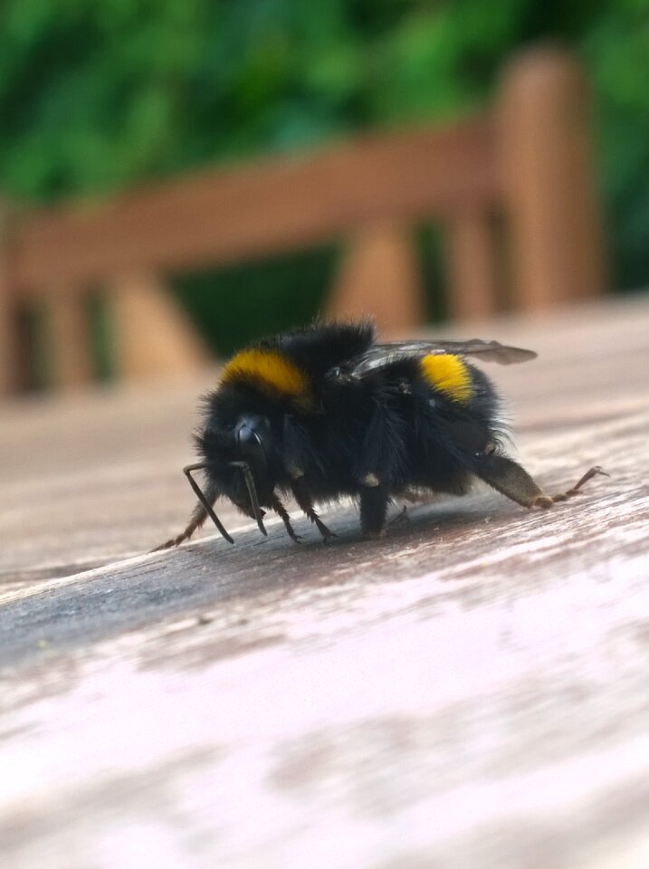 Bumblebee yellow macro