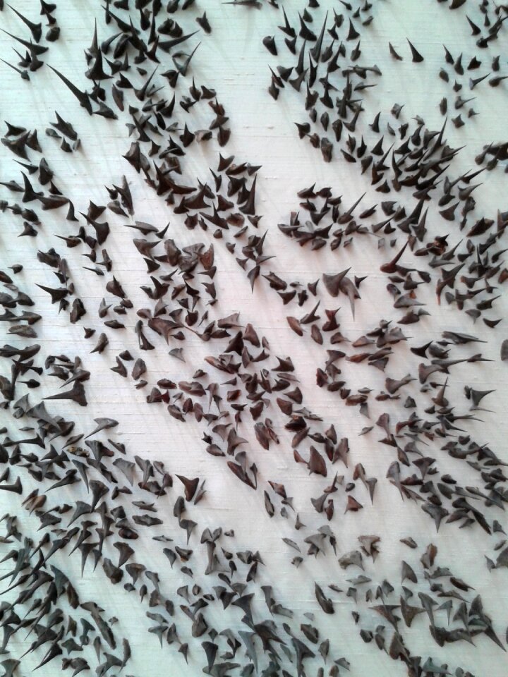 Thorn little dried flowers