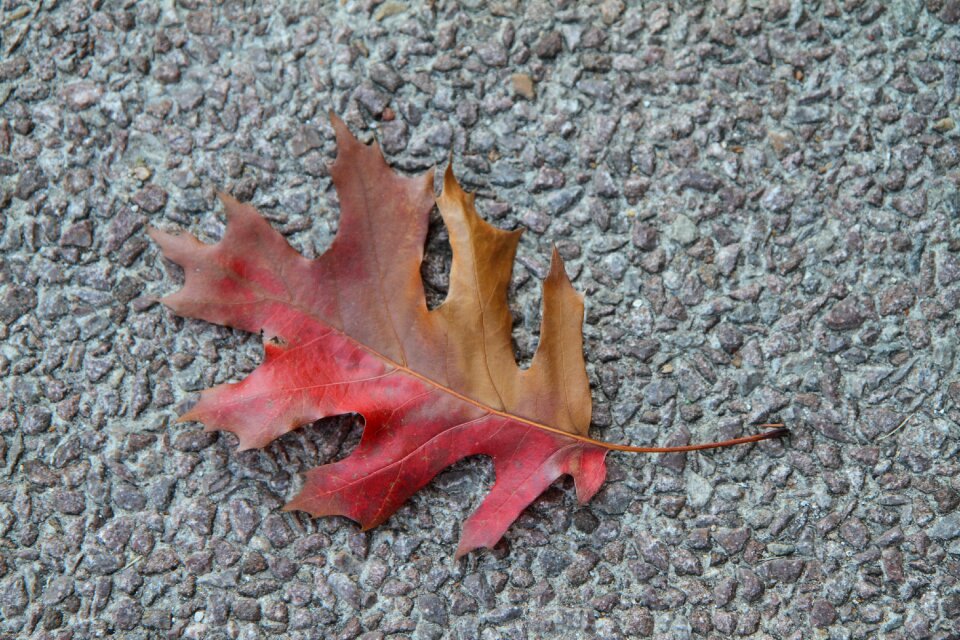Red brown single