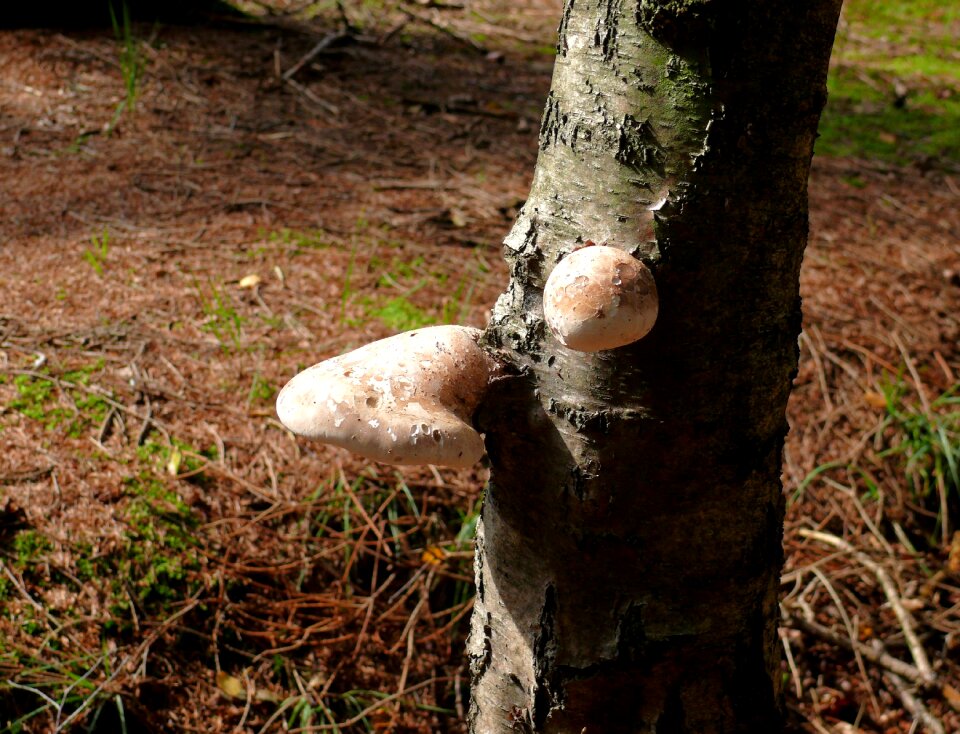 Tree tree bark nature