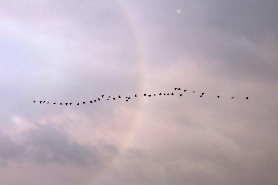 Flying water bird flock of birds