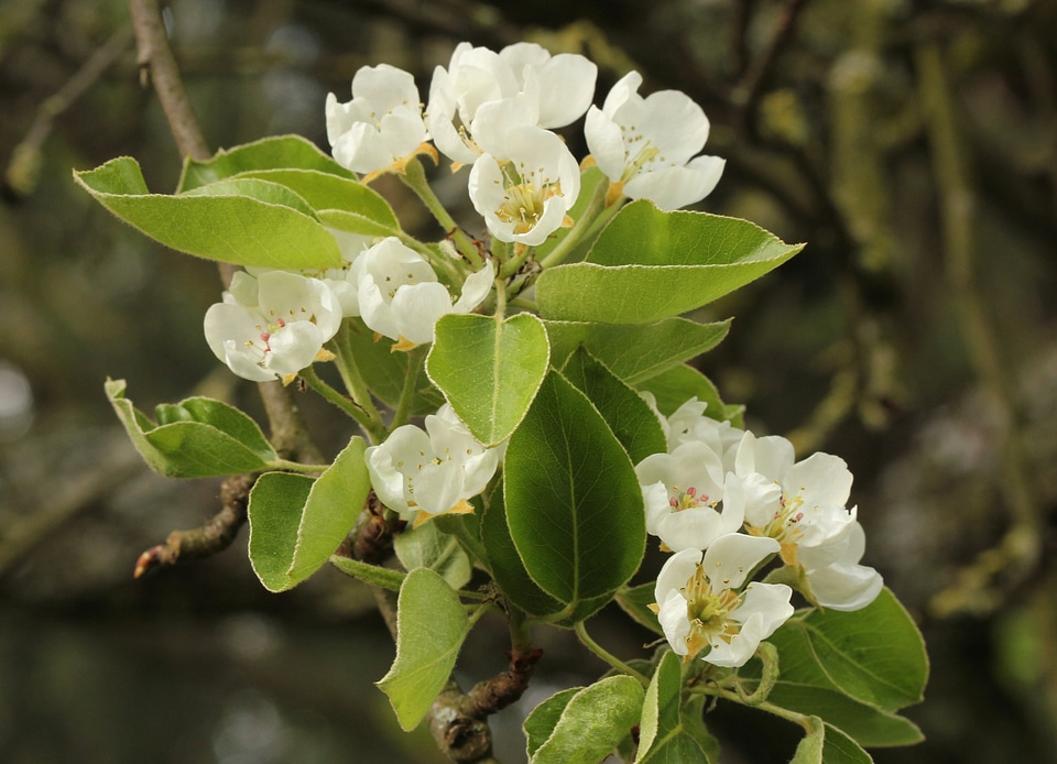 White tender spring