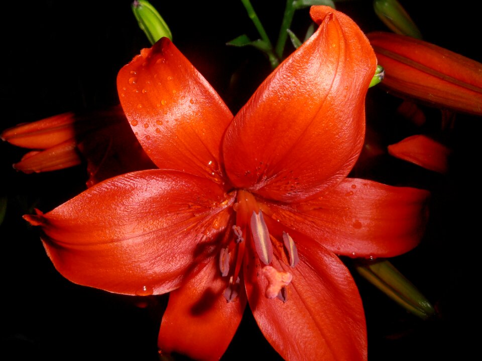 Red drops at night