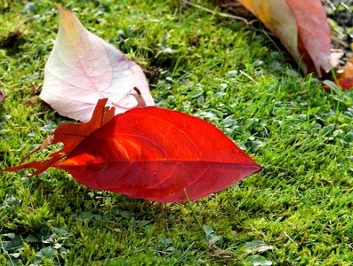 Red leaves grass photo