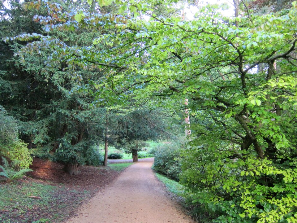 Forest view landscape