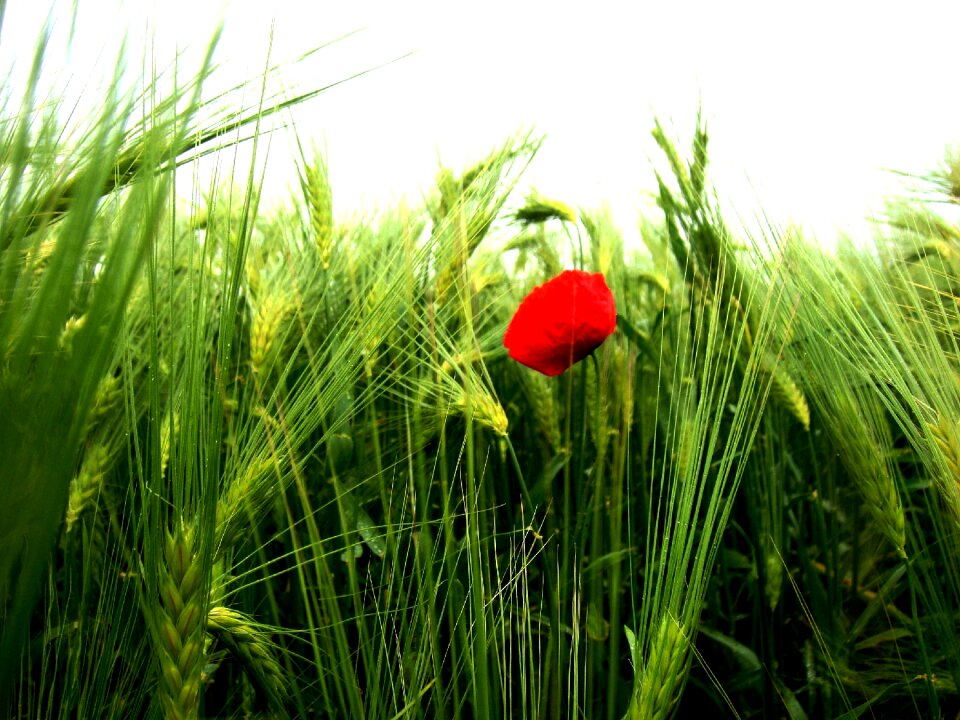 Poppy nature fields