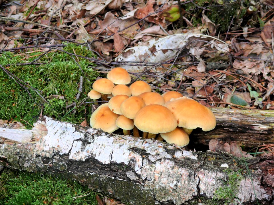 Autumn agaric nature