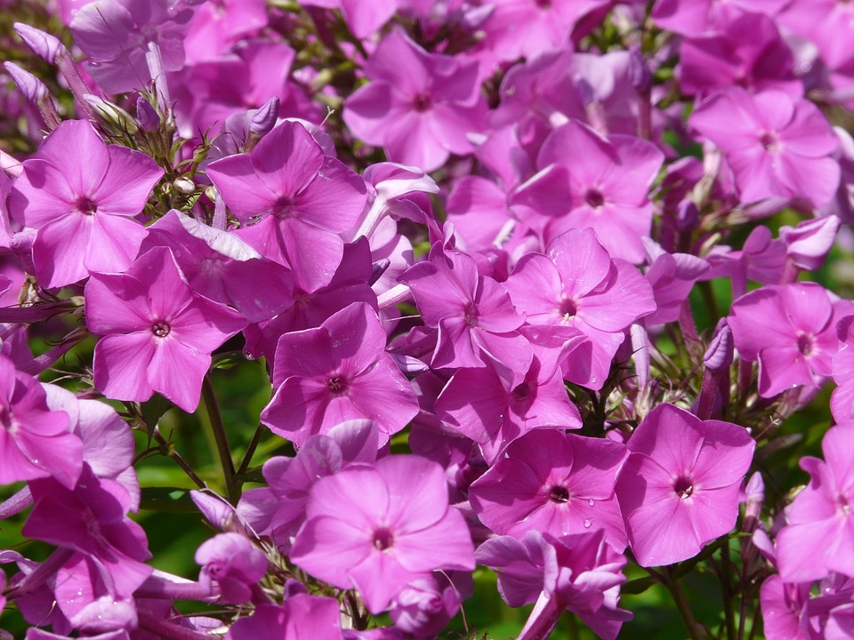 Colorful phlox flower
