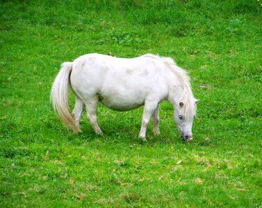 White pony white horse hoofed animals photo