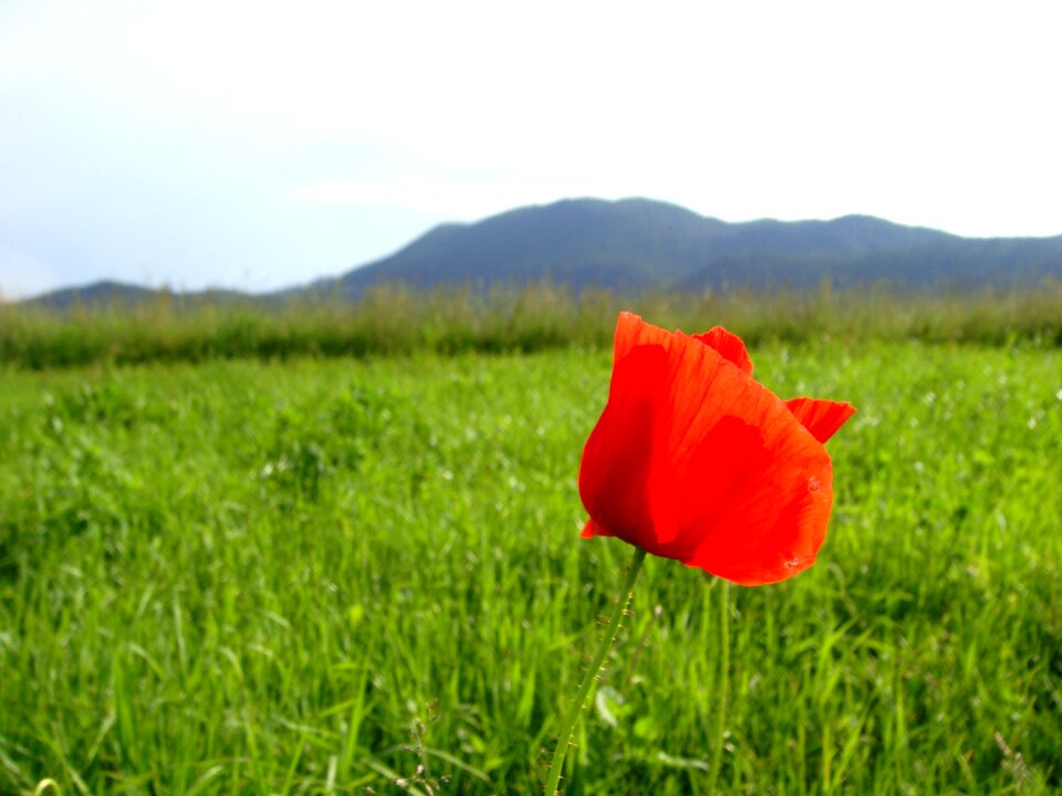 Poppy nature fields