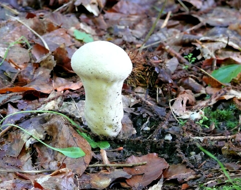 Odd mushroom autumn forest