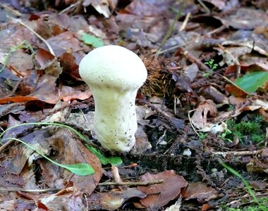 Odd mushroom autumn forest