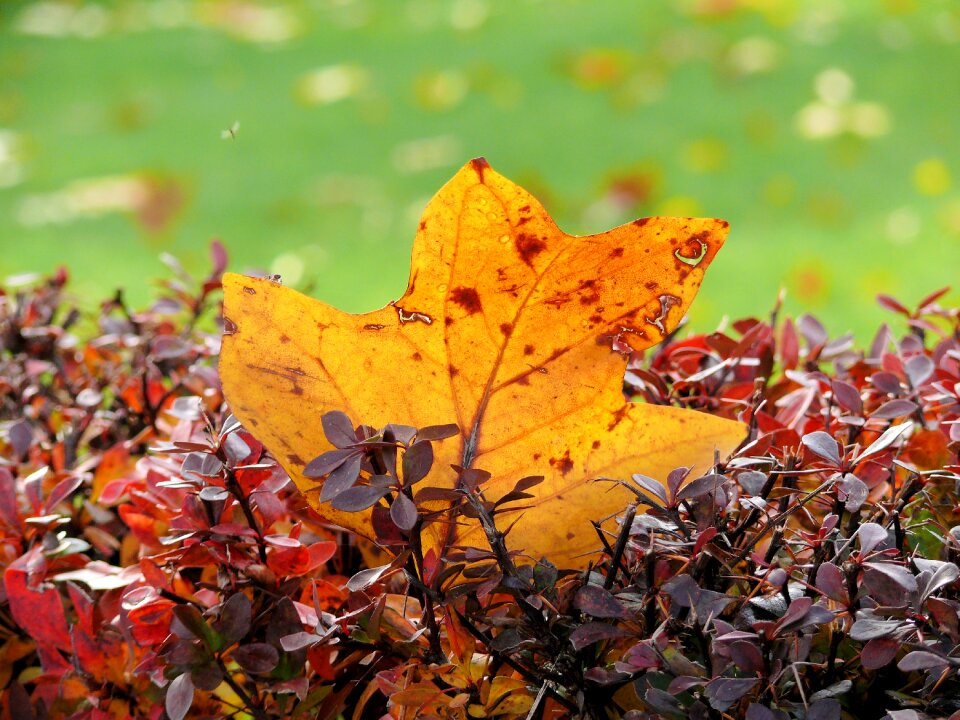 Sheet autumn dark yellow