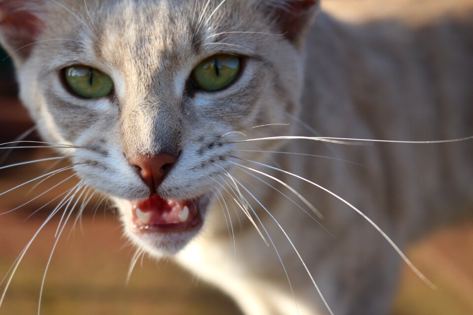 Meow mieze domestic cat