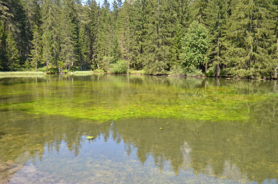 Pond landscape mirroring