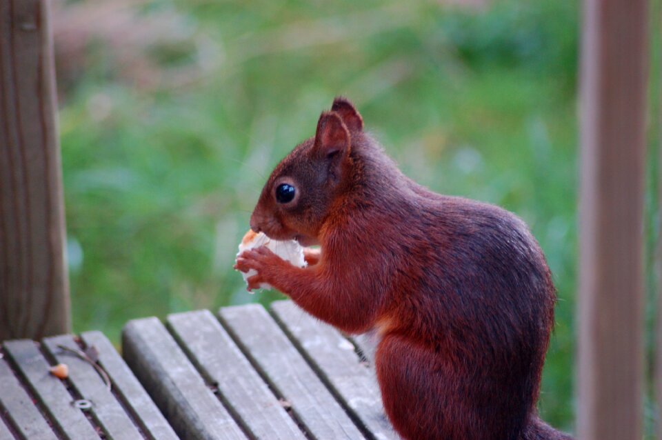 Cute mammal animal