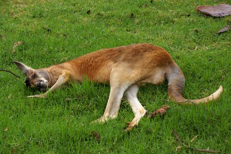 Sloth sleep national park photo