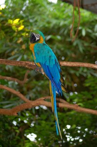 Parrot bird blue