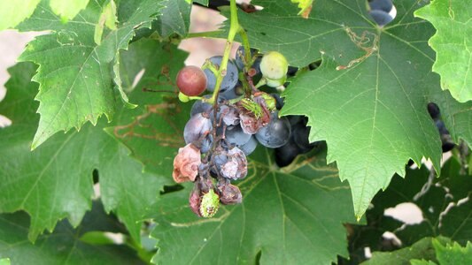 Crop failure rotten pests