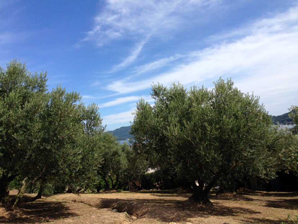 Olive tree september autumn