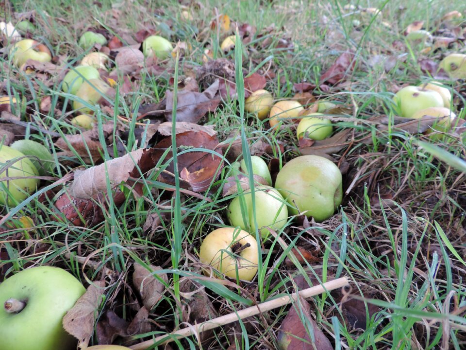 Apple windfall autumn
