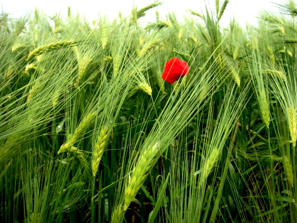 Poppy nature fields